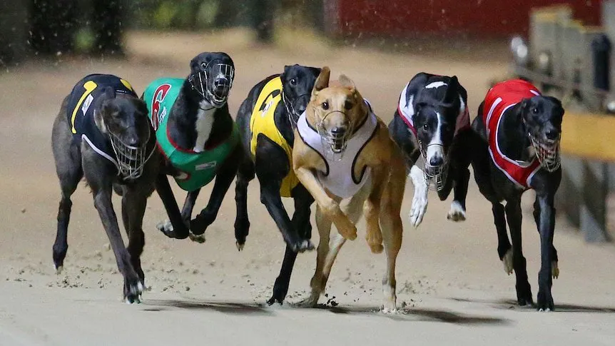 Outrage as 150 Greyhounds Flown from NZ to Aussie Tracks