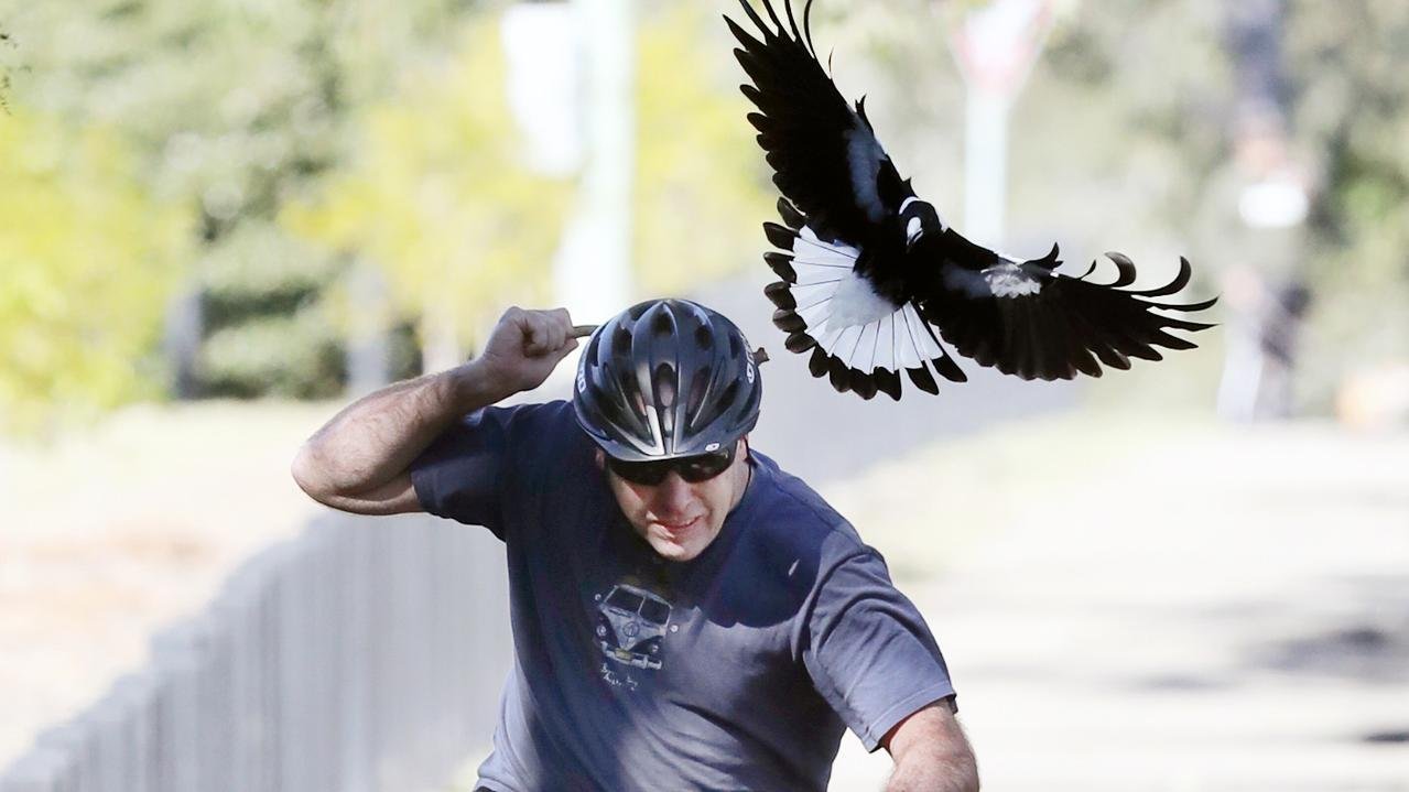 Magpie Massacre Experts Alarmed by Suspicious Injuries
