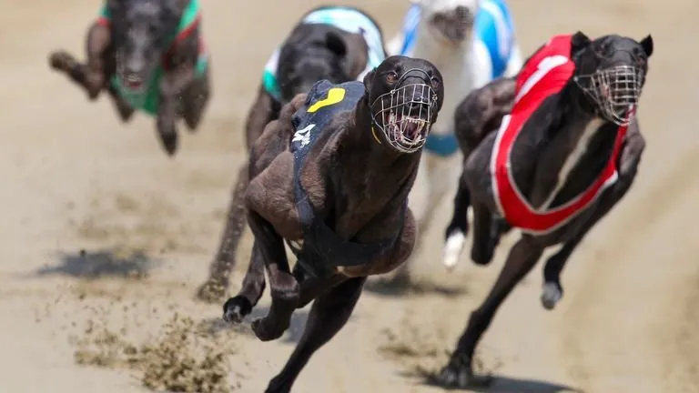 "Outrage as 150 Greyhounds Flown from NZ to Aussie Tracks" - Second Image