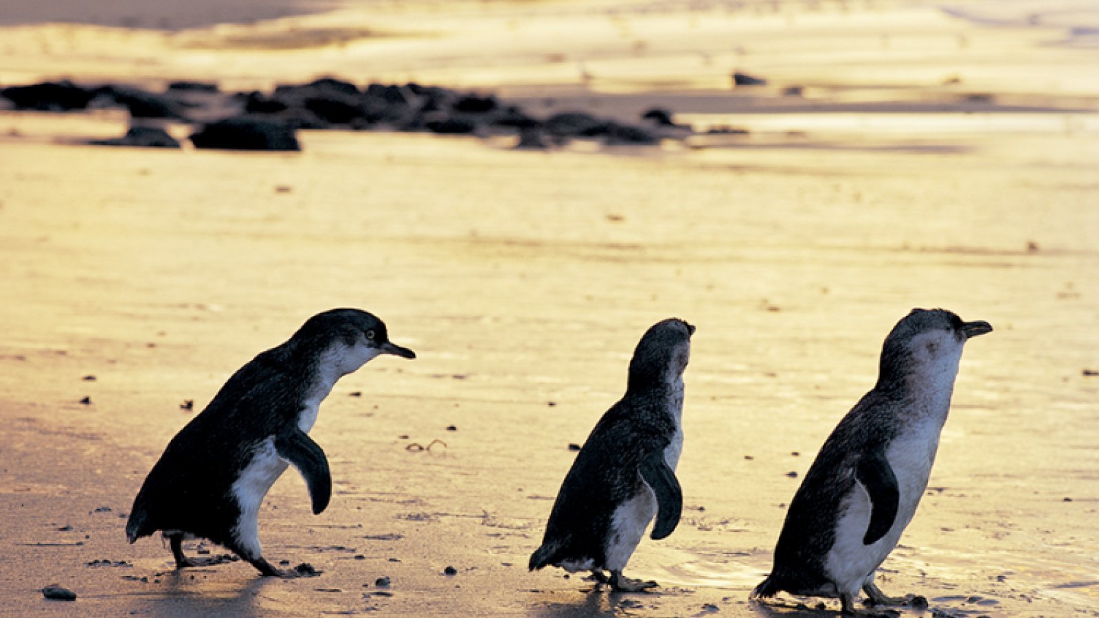 Bird Flu Massacre 1,000 Terns, Dozens of Penguins Dead in Aussie Ecological Crisis - Second Image