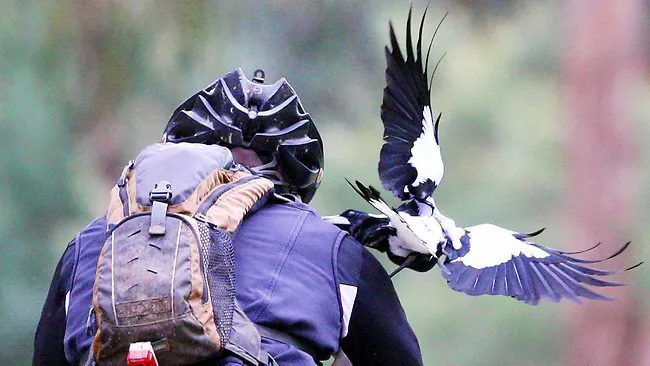 Magpie Massacre Experts Alarmed by Suspicious Injuries - Second Image