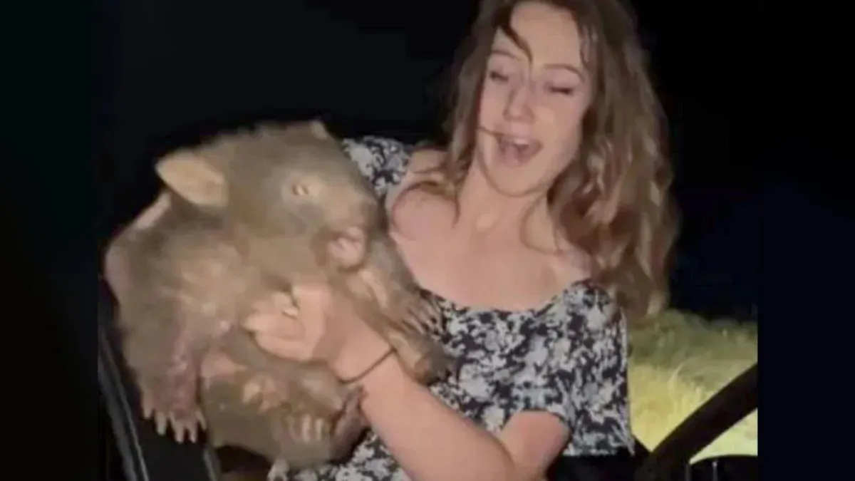 Wombat Handler Sentenced to 180 Days Behind Bars - Second Image