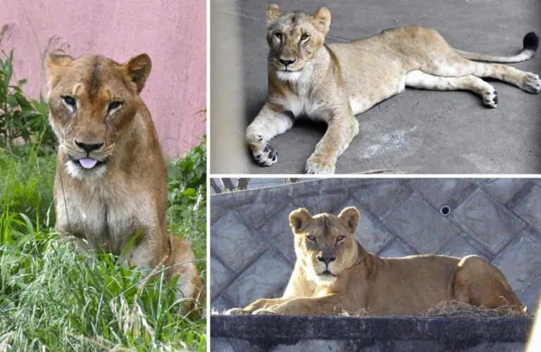 3 Female Lions Die in Scorching Heat at Zoo