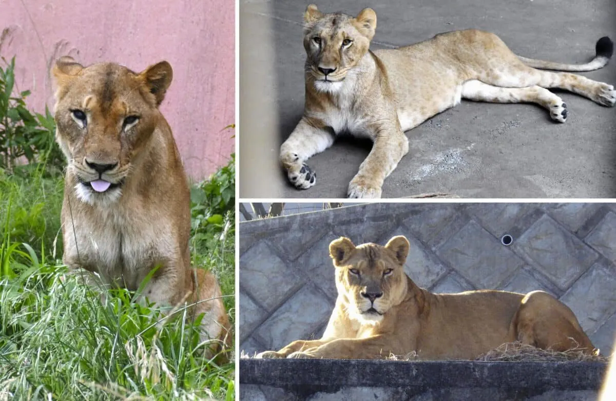 3 Female Lions Die in Scorching Heat at Zoo