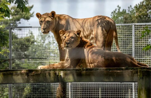Tokyo Zoo Tragedy 3 Female Lions Die in Scorching Heat - Second Image