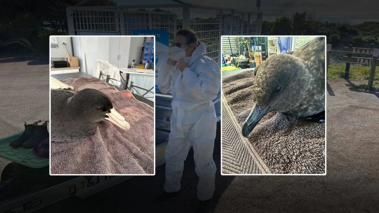  BIRD FLU EPIDEMIC 80 Dead Birds Found on Australian Coast - Second Image
