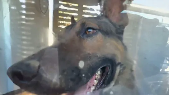 Five Dogs to be Euthanased After Mauling Man to Death in Sydney