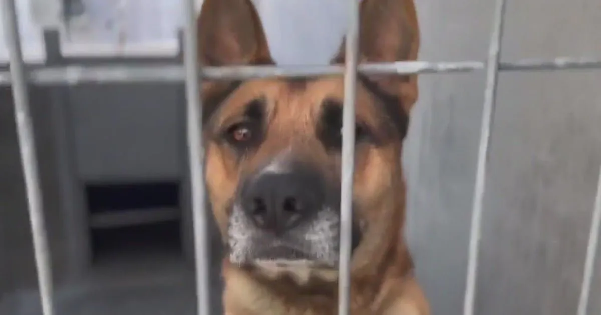  Five Dogs to be Euthanased After Mauling Man to Death in Sydney - Second Image
