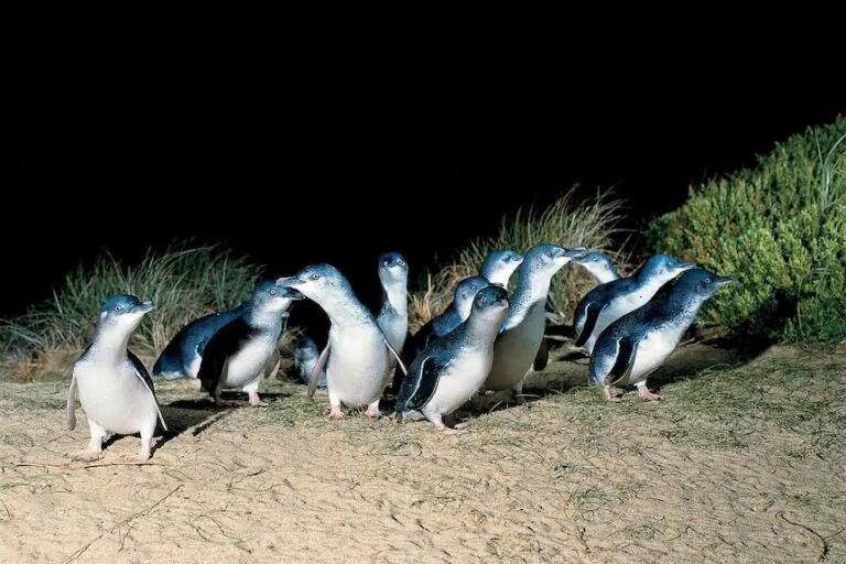 Phillip Island Penguin Panic 16,000 Birds Face Death in Devastating Flu Outbreak