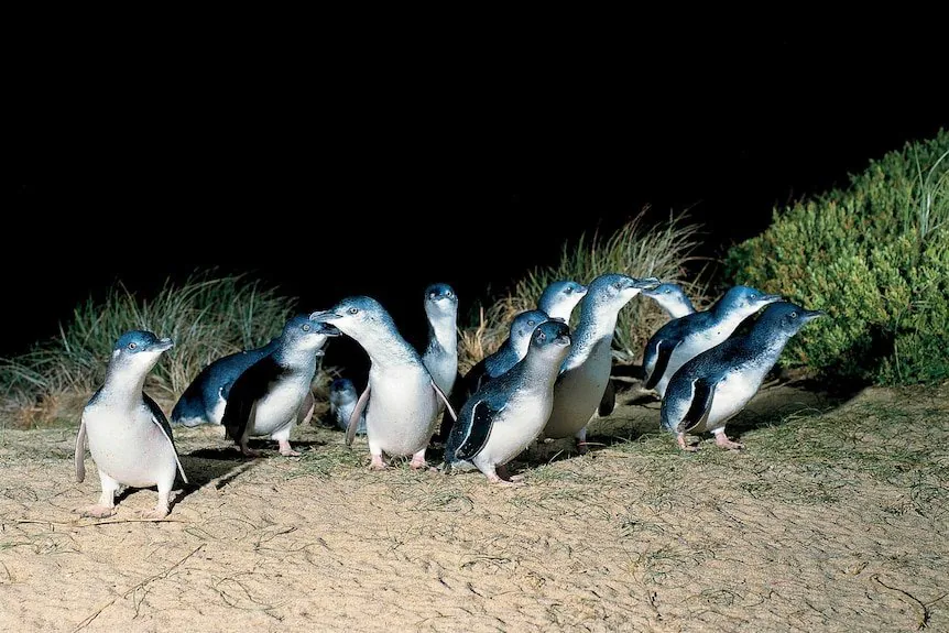 Phillip Island Penguin Panic 16,000 Birds Face Death in Devastating Flu Outbreak