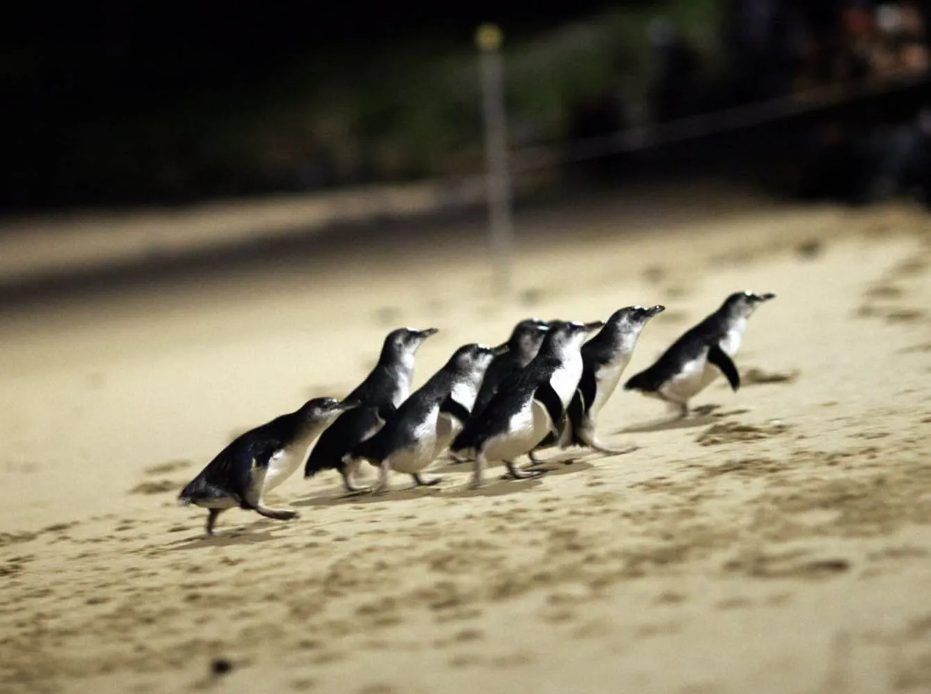 Phillip Island Penguin Panic 16,000 Birds Face Death in Devastating Flu Outbreak - Second Image