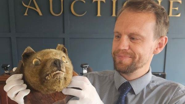 Tasmanian Tiger Skull Sold for £60,000 in Shocking UK Auction House Discovery - Second Image