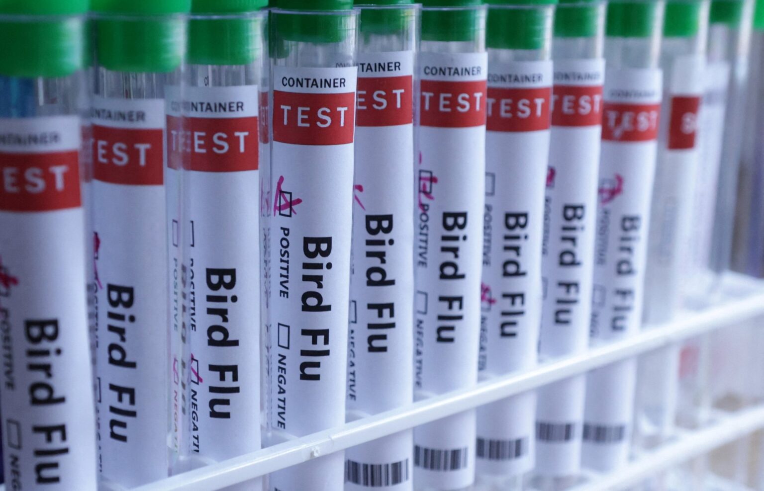 Bird Flu Apocalypse as Australia Begins Vaccine Rollout