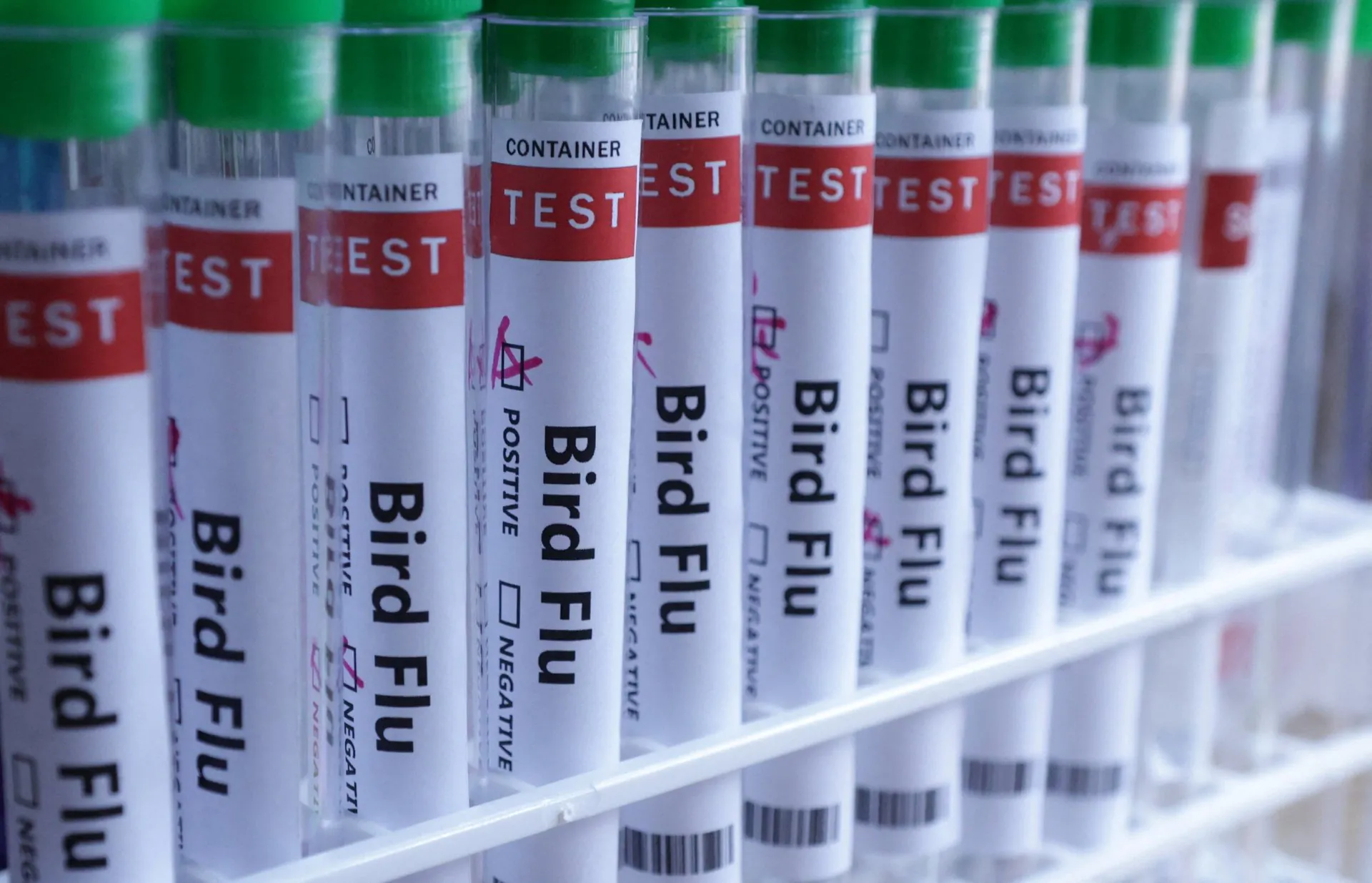 Bird Flu Apocalypse as Australia Begins Vaccine Rollout