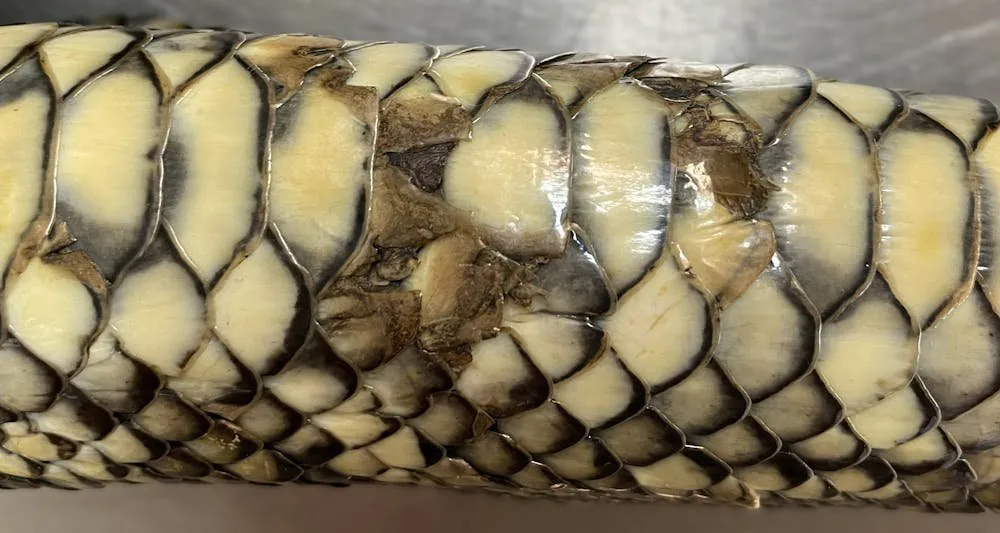 Deadly Fungus Sweeps Queensland, Threatens Reptile Apocalypse