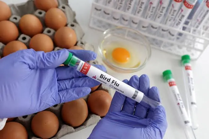 Bird Flu Apocalypse Grips Australia as Death Toll Mounts - Second Image