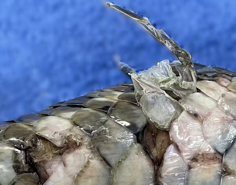 Deadly Fungus Sweeps Queensland, Threatens Reptile Apocalypse - Second Image