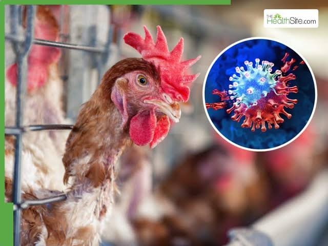 Bird Flu Outbreak Spreads to Victoria Deadly H5N1 Virus Found in Six More Suspected Cases, Prompting Urgent Warning to Avoid Wildlife. - Second Image