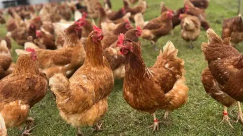Bird Flu Outbreak Spreads to King Island in Tasmania