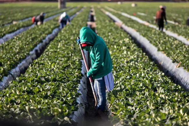 Migrant Workers Trapped in Aussie Horticulture Hell