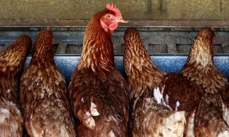  Bird Flu Outbreak Spreads to King Island in Tasmania - Second Image