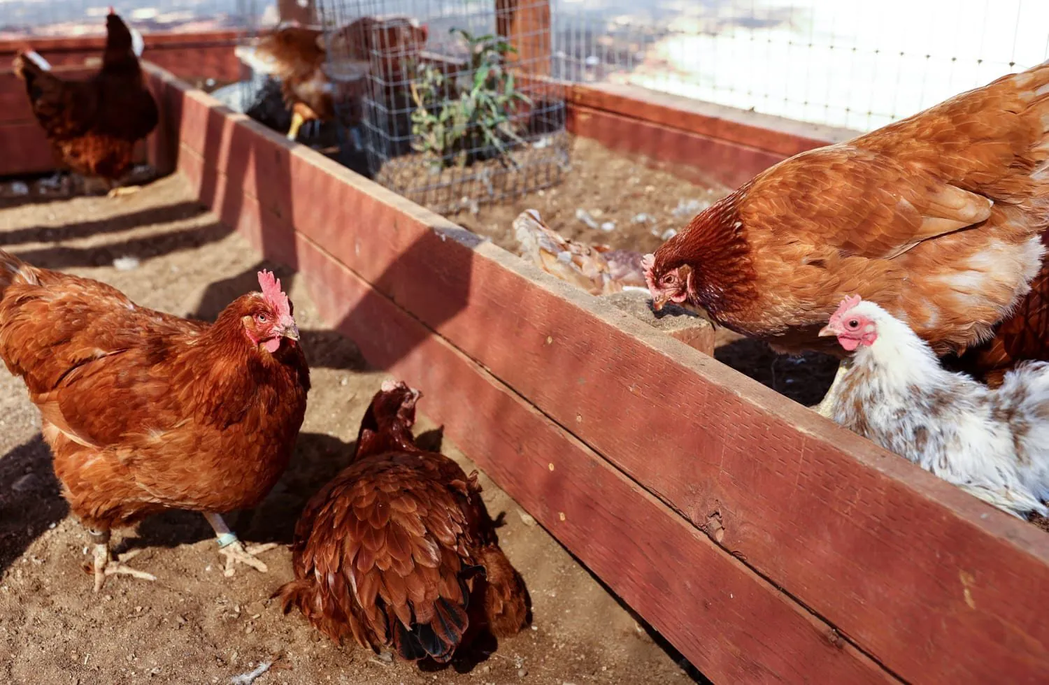 Bird Flu Outbreak Looms Over Northern Territory - Second Image