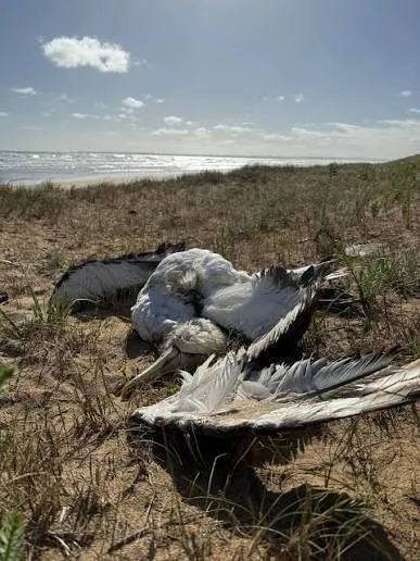 Pelican Massacre 400 Birds Found Dead in Outback NSW - Second Image