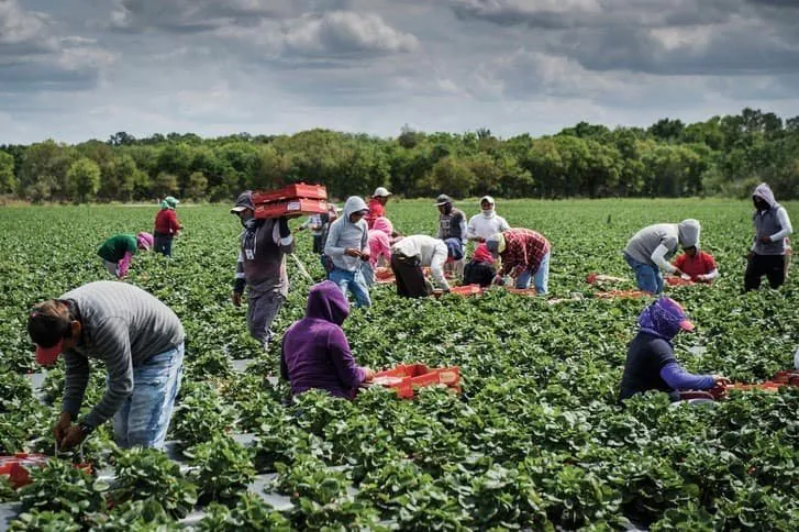 Migrant Workers Trapped in Aussie Horticulture Hell - Second Image