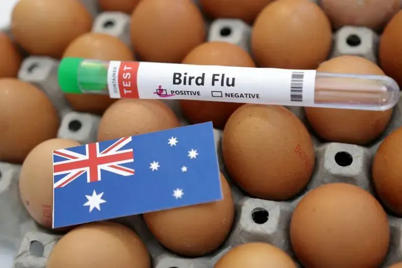 Bombshell Report Suggest Bird Flu Jumps to Mammals in Australia