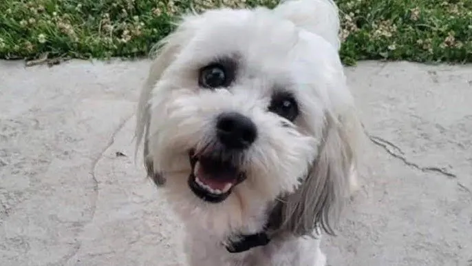 "Dog Lover Turns Gunman Beloved Pet Shot with Air Rifle by Retired Shop Owner" - Second Image