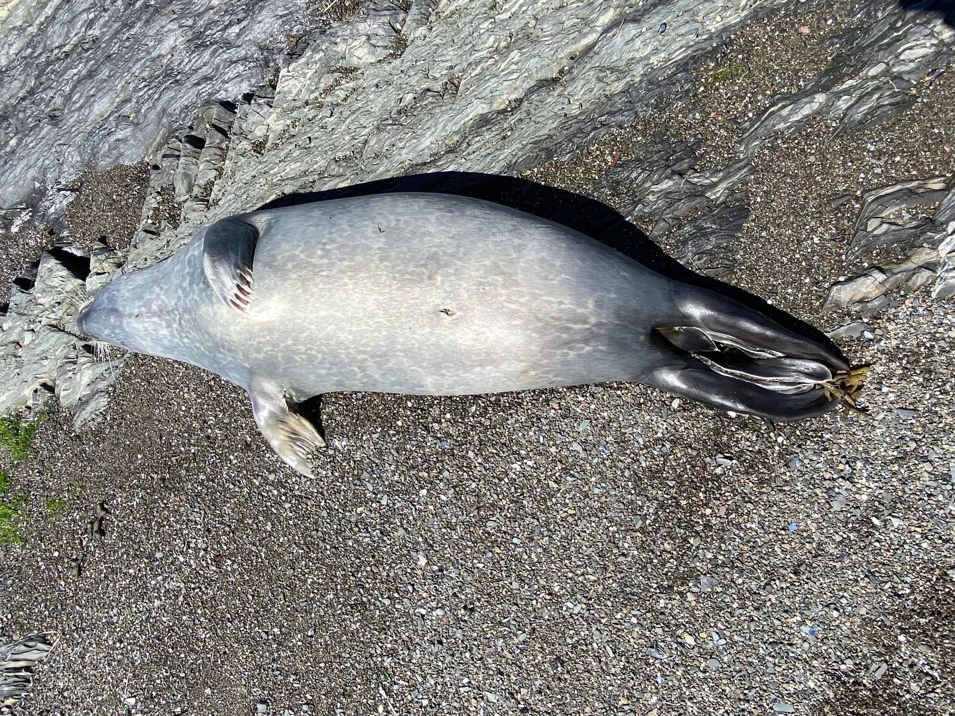 Deadly Bird Flu Spreads to Aussie Sea Lion Breeding Ground - Second Image