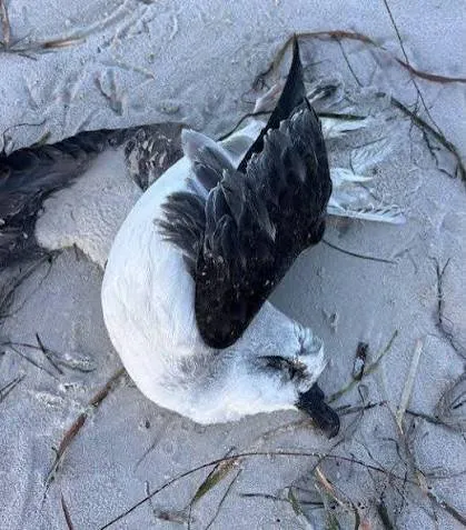 Bird Flu Spreads to Queensland, Threatens $1 Billion Poultry Industry - Second Image