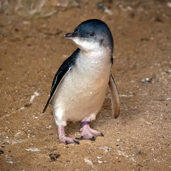Deadly Bird Flu Claims Little Penguin on Phillip Island