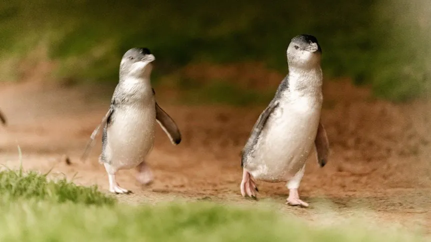 Deadly Bird Flu Claims Little Penguin on Phillip Island - Second Image