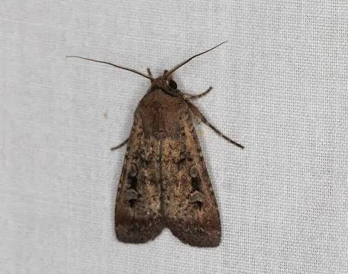 Giant Moths Swarm East Coast Australian Homes
