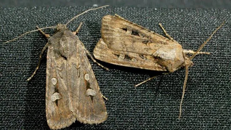 Giant Moths Swarm East Coast Australian Homes - Second Image