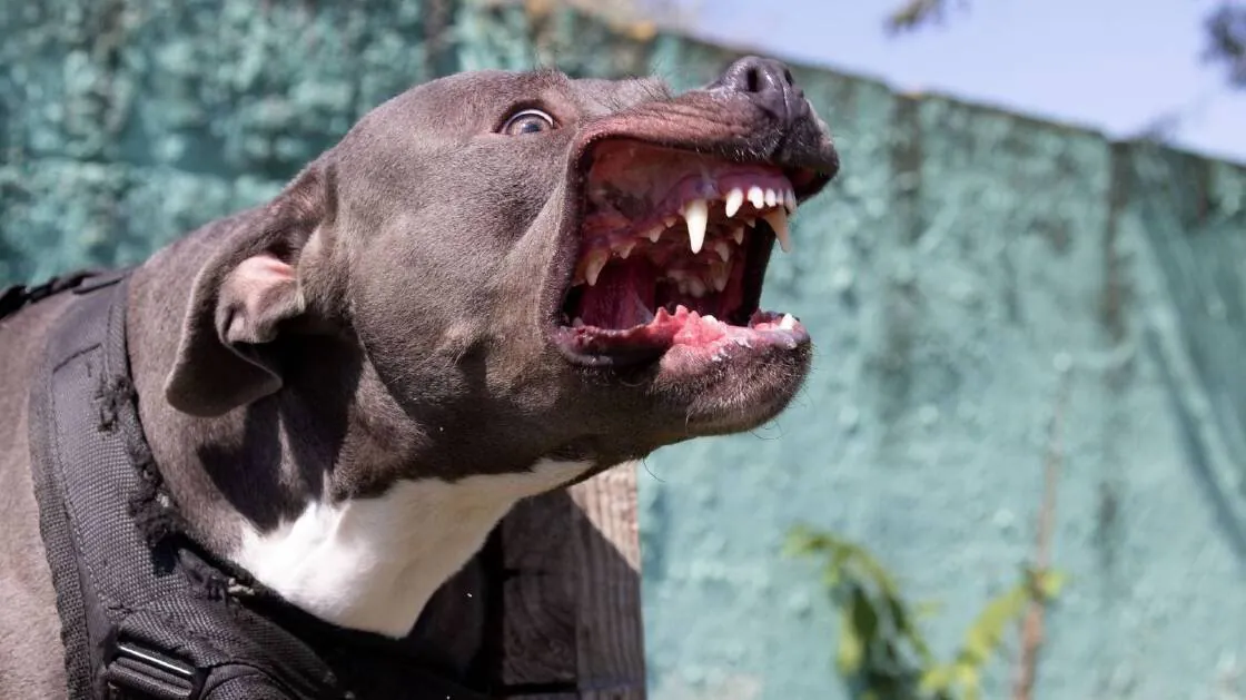 Brisbane Man Mauled In Savage Dog Attack Horror - Second Image