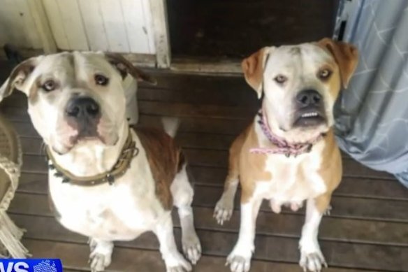 Unregistered Attack Dogs Roamed Chermside Unnoticed Until Someone Got Mauled - Second Image