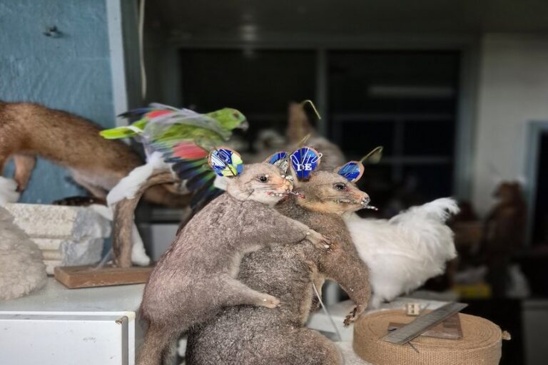 700 Dead Native Animals, $10,000 Fine