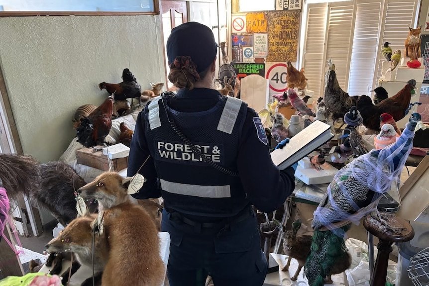 Wildlife Hoarder Exposed With 700 Dead Animals in Victorian Home - Second Image