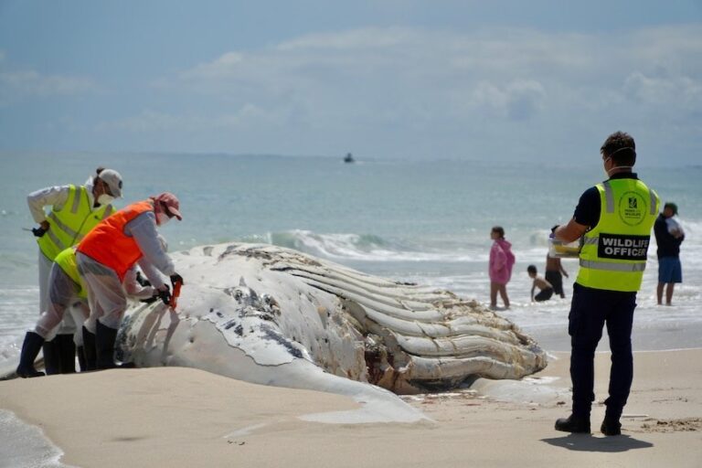 Sydney Beaches Closed, Shark Buffet Open: Whale Carcass Left to Rot