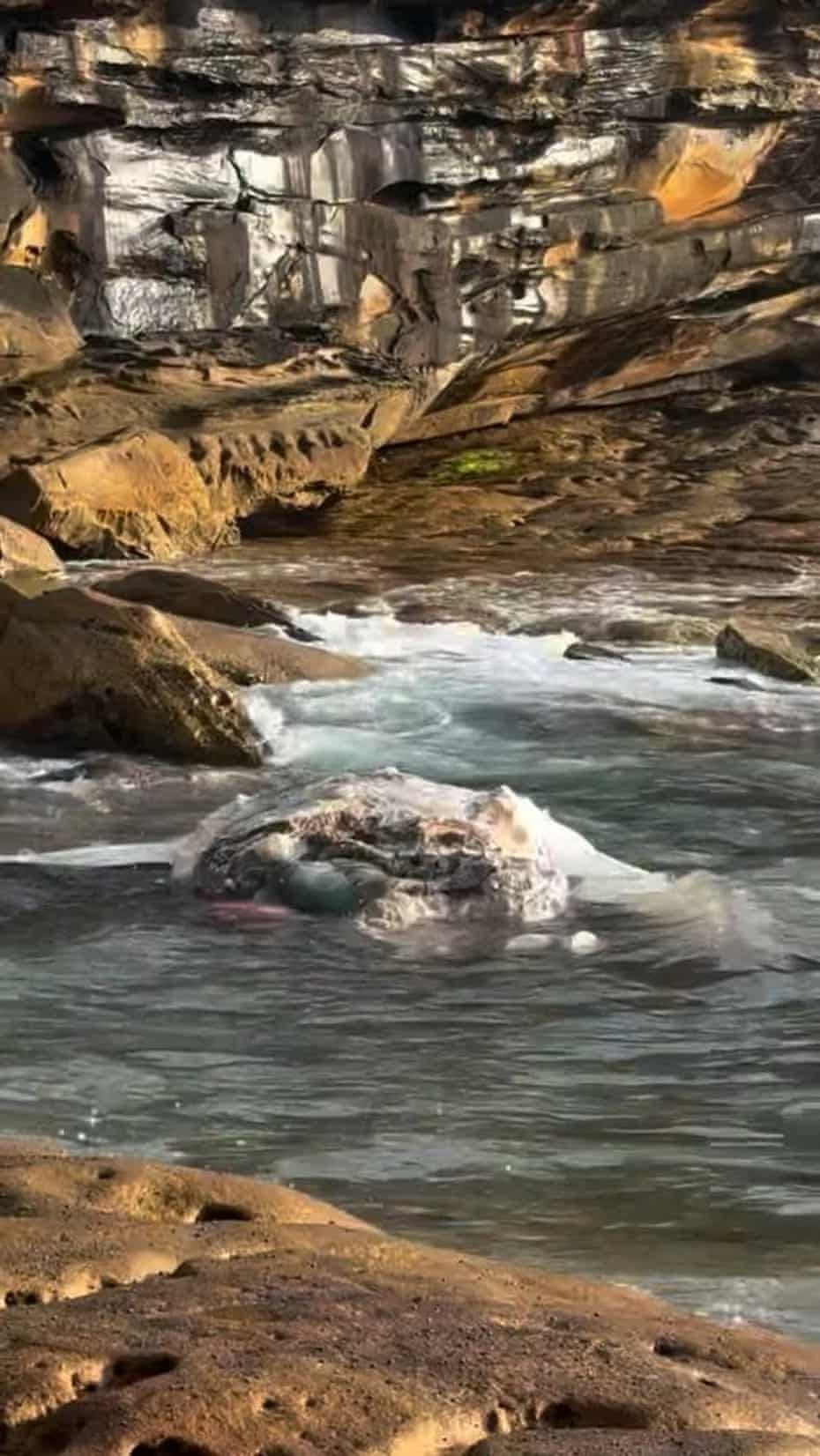 Sydney Beaches Closed Amid Shark Fears Over Beached Whale Crisis - Second Image