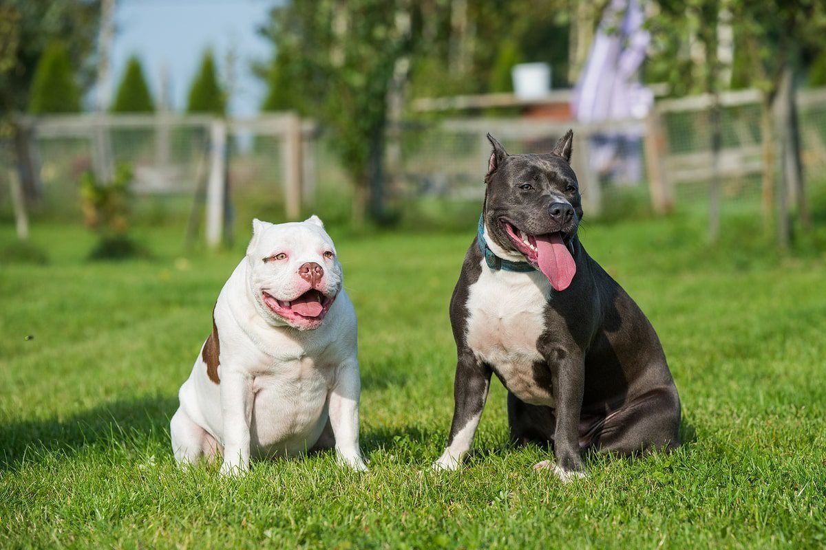 Broome Couple Use Car To Rescue Man Mauled By 3 Pit Bulls - Second Image