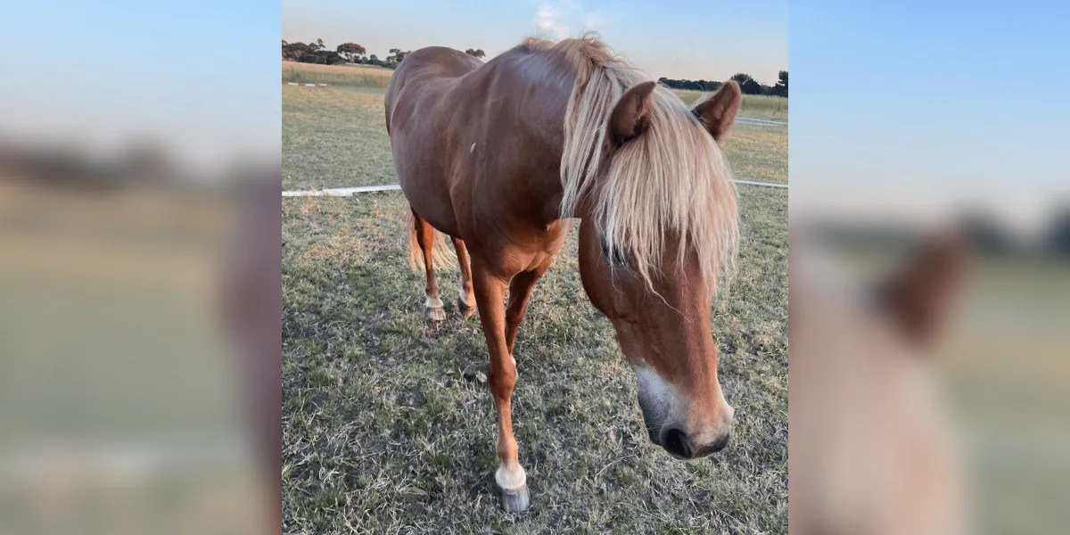 Horse Shot Dead In Victoria