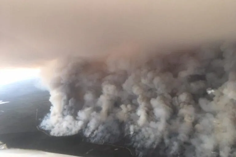 Study Warns Australia’s Forests Face Catastrophic Fire