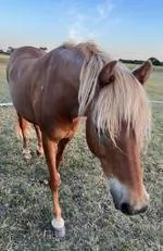 Horse Shot Dead In Lovely Banks Paddock Sparks Desperate Manhunt - Second Image