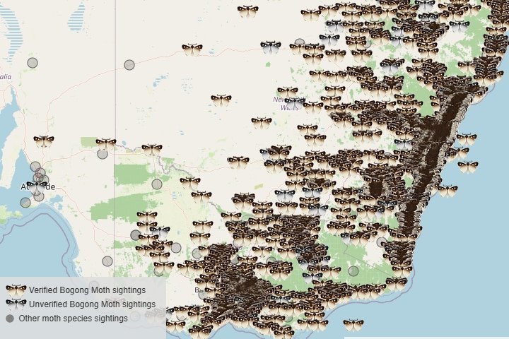 Moth Swarm Chaos Grips Southeast Australia Weather Forecasts - Second Image