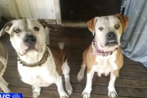 Real Estate Agent Fighting for Life After Brutal Dog Mauling