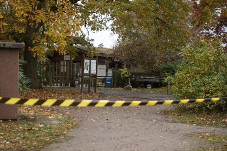 Wolf Attacks 8-Year-Old Girl At Wildlife Park