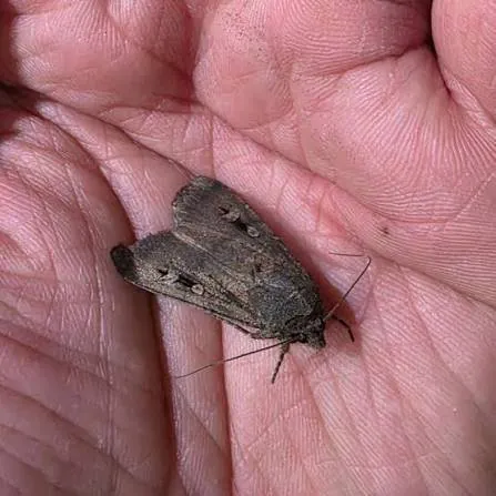 Millions Of Bogong Moths Could Stay For Months